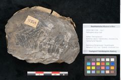 Foto (Objekt + Etikett) von Alethopteris erosa Gutb. (NHMW-GEO-2024-0188-11258)